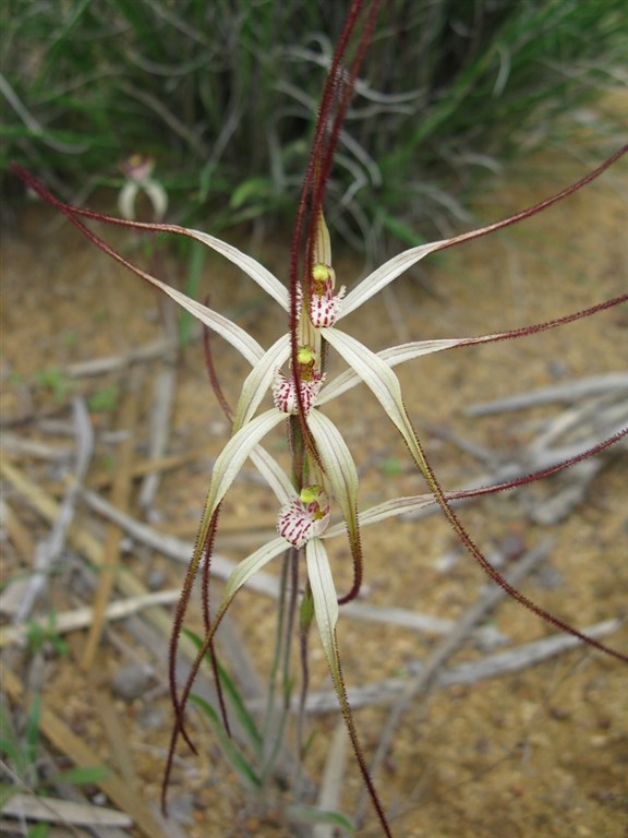 Spider orchid 2